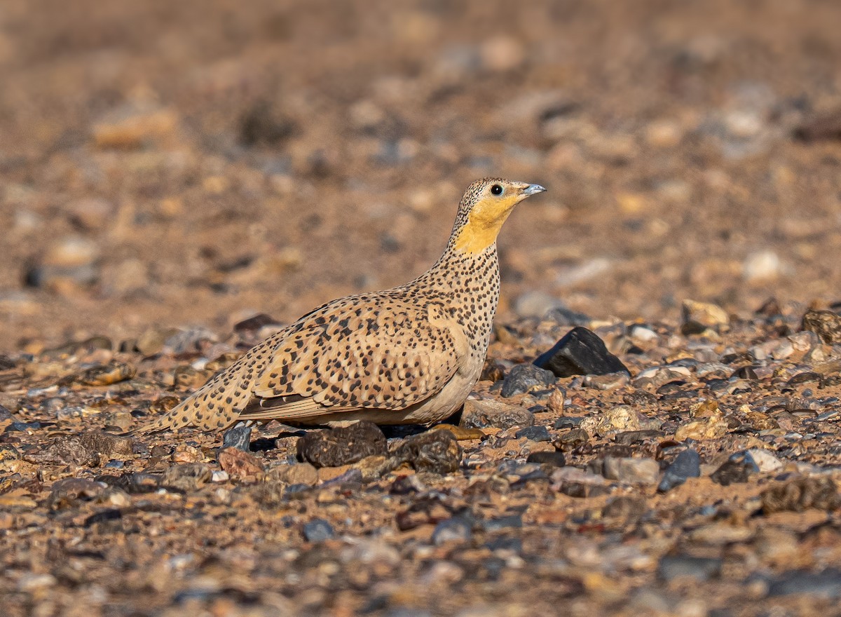 Spotted Sandgrouse - ML638129793