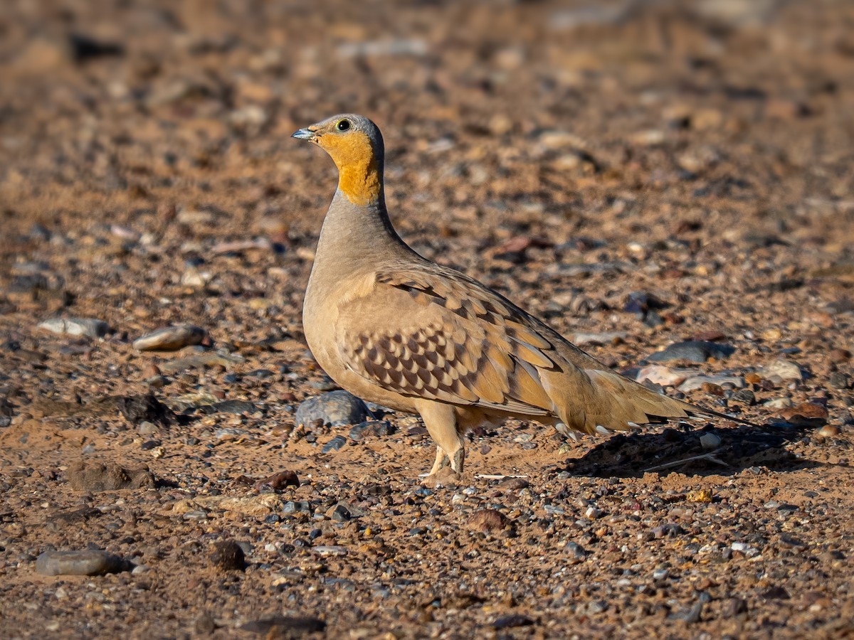 Spotted Sandgrouse - ML638129794