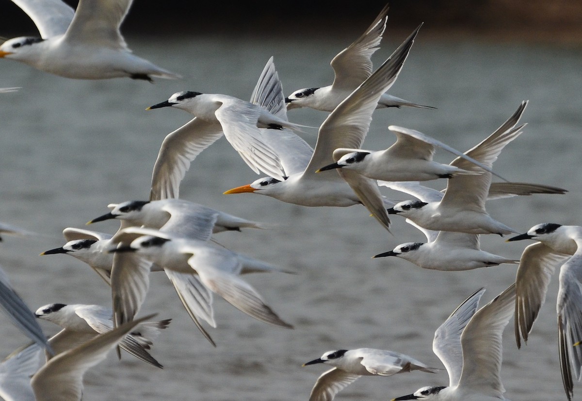 West African Crested Tern - ML638129808