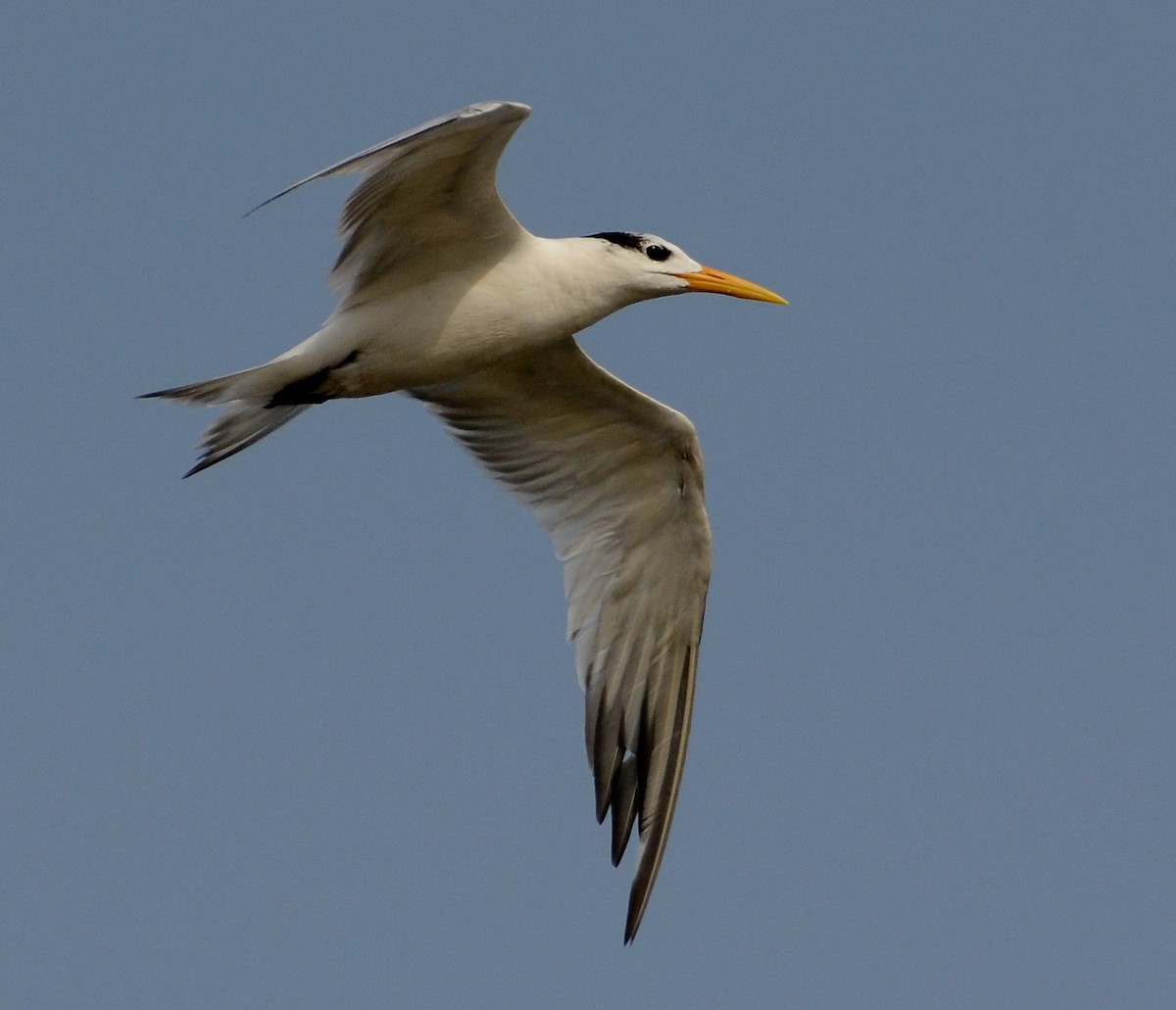 West African Crested Tern - ML638129809