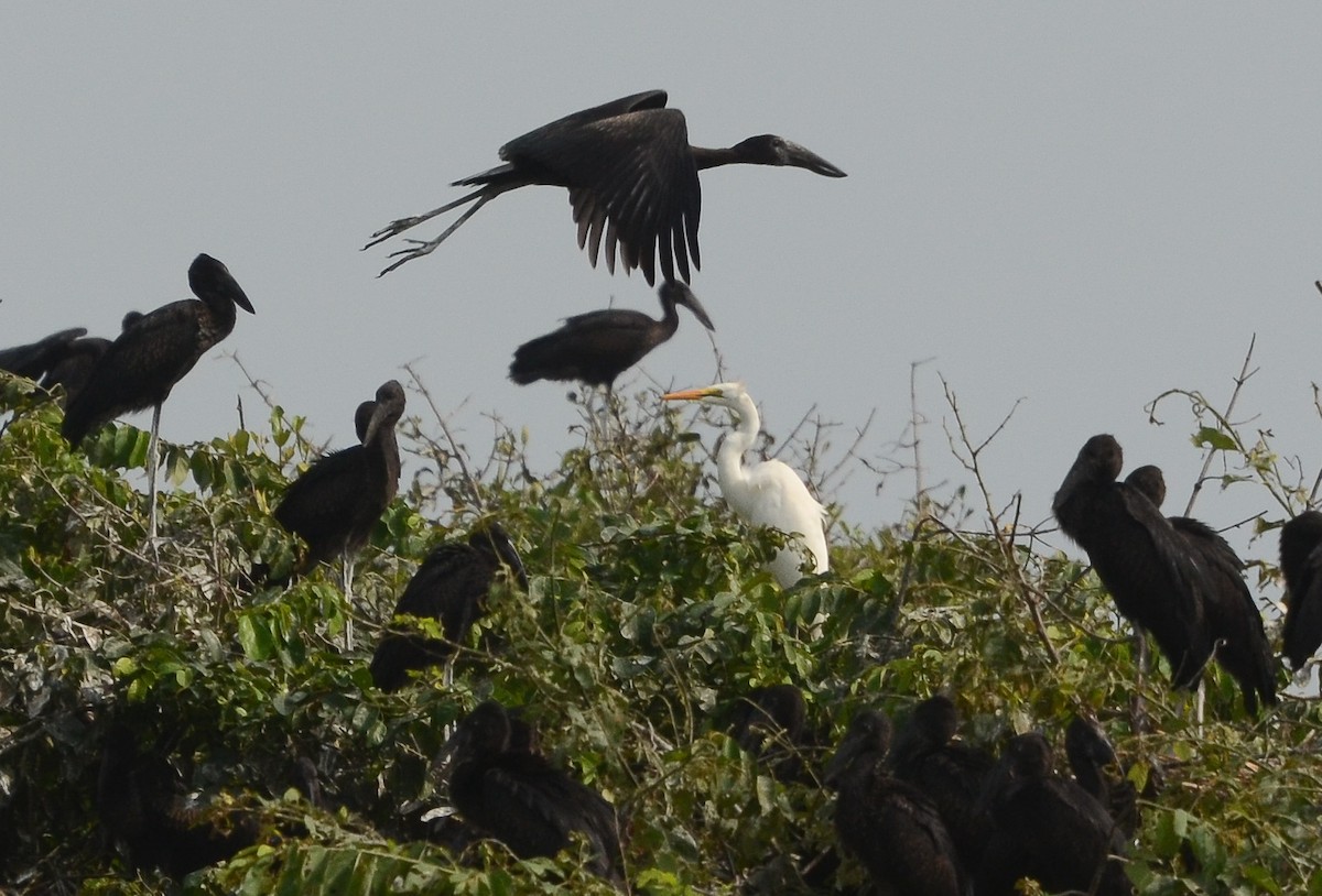 African Openbill - ML638129836