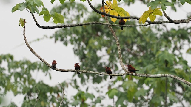 Purus Jacamar - ML638129853