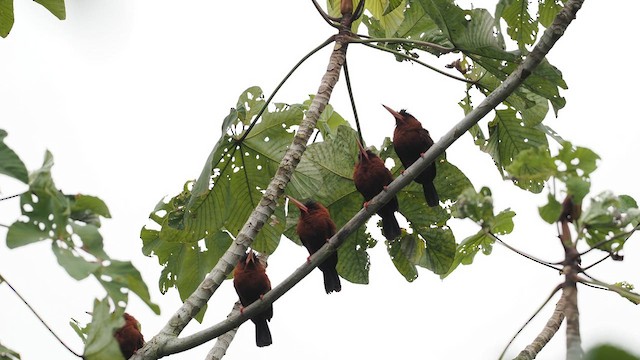 Purus Jacamar - ML638129854