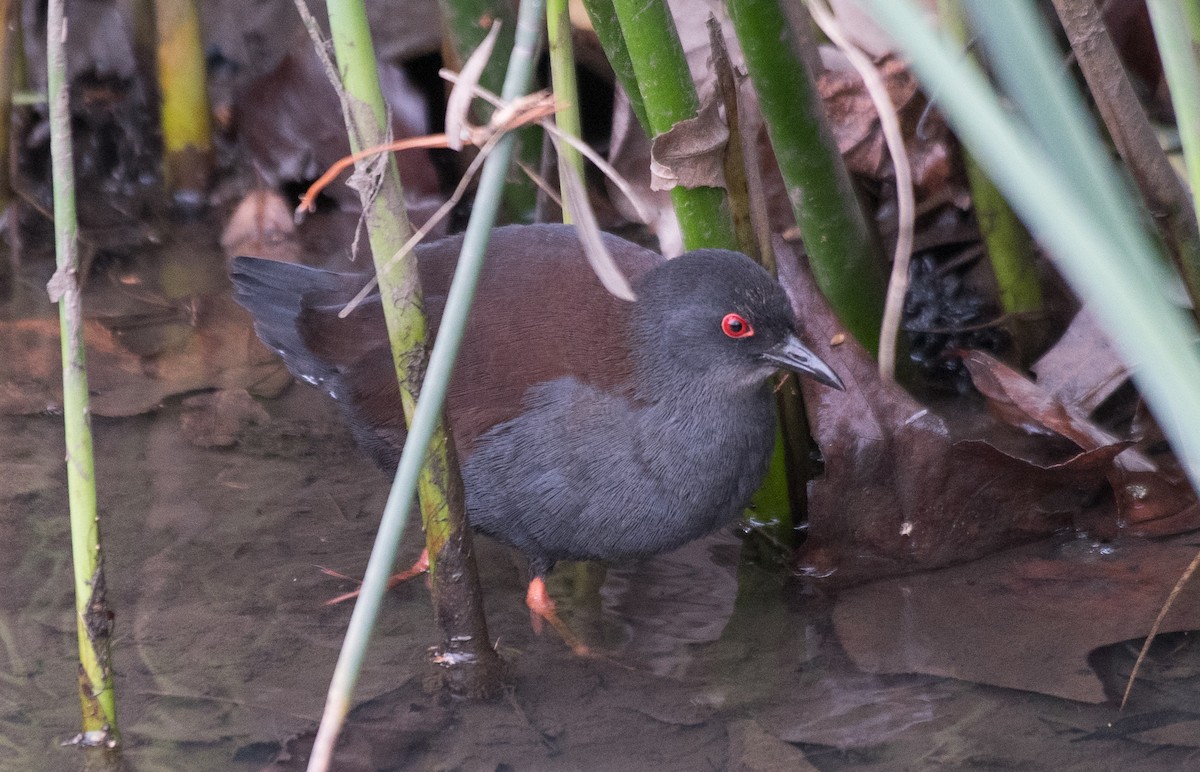 Spotless Crake - ML638129865