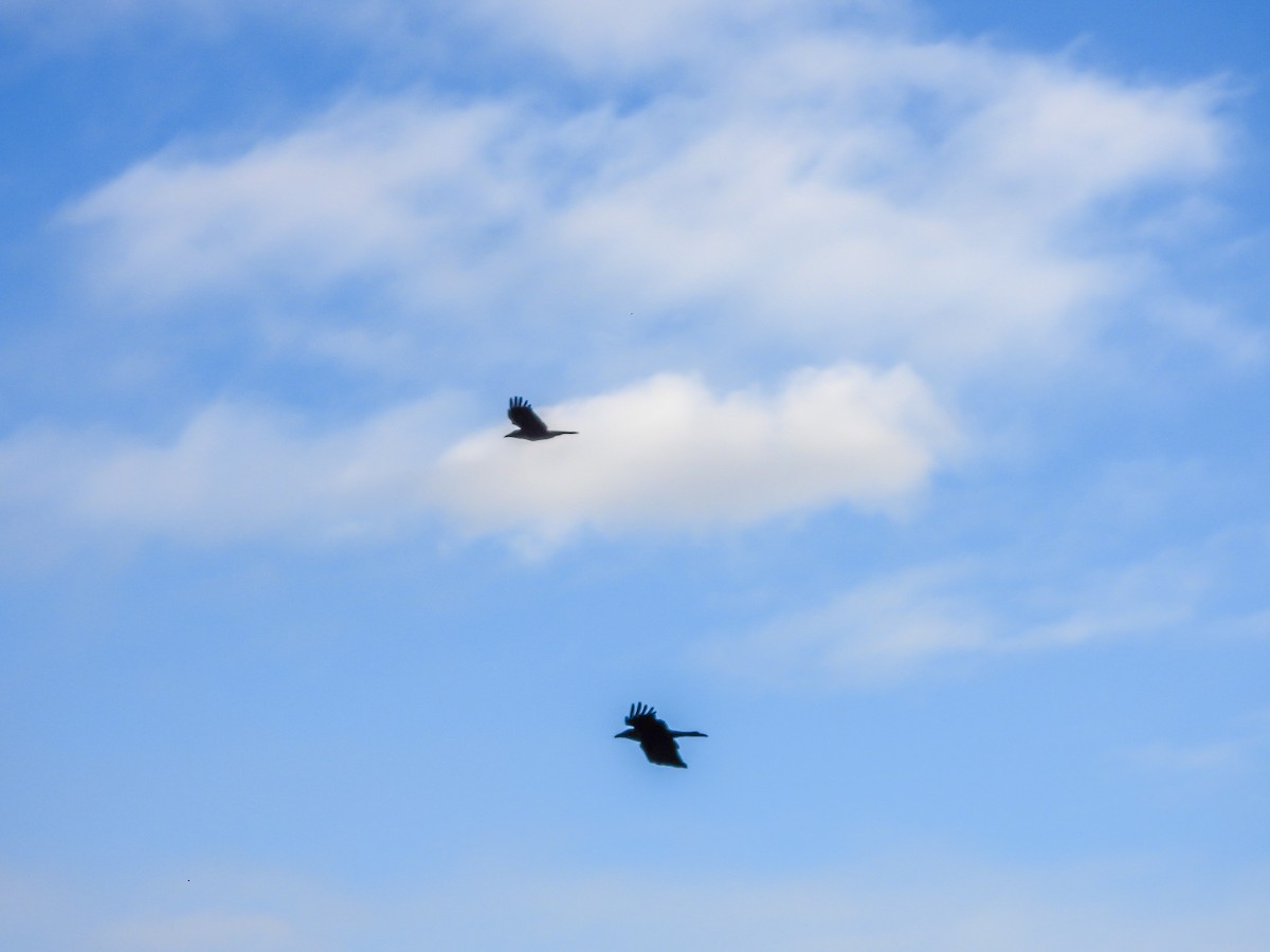 Little Raven - ML638129929