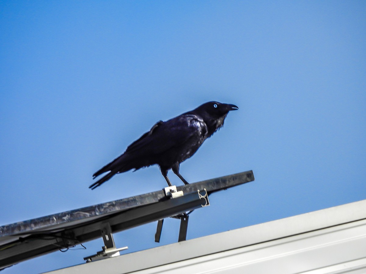 Little Raven - ML638129930