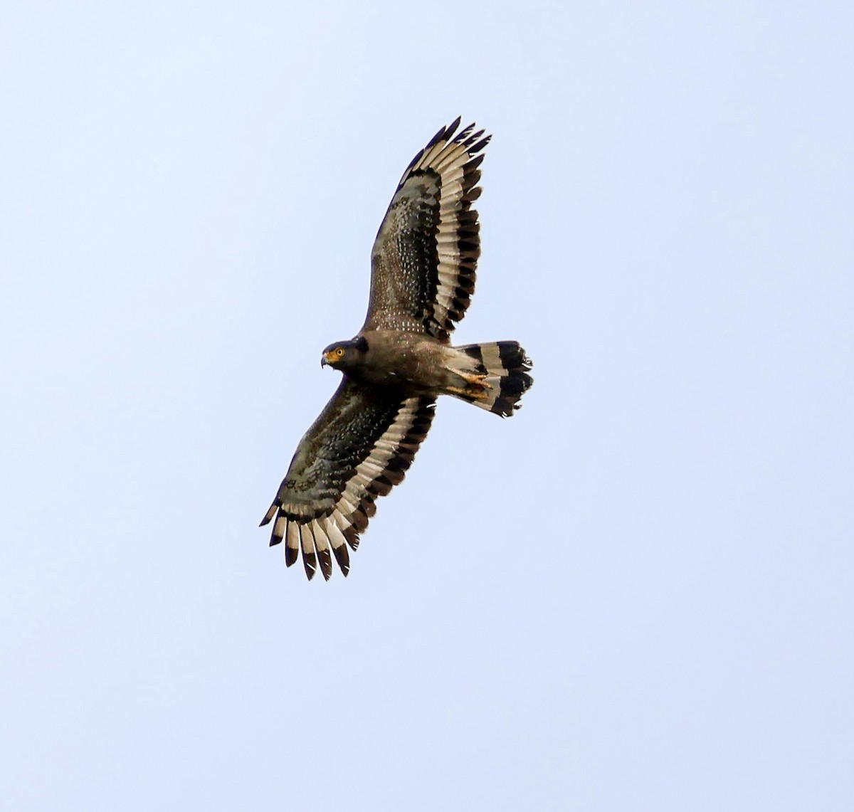 orlík chocholatý - ML638129943