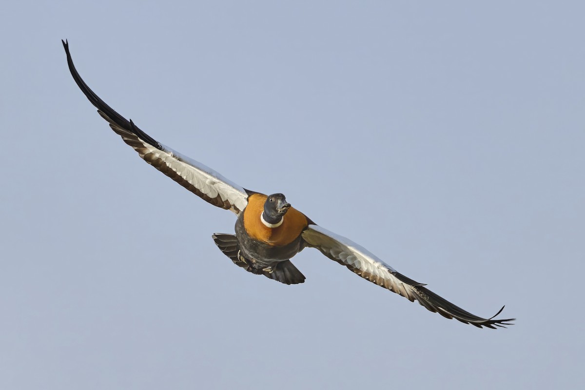 Australian Shelduck - ML638129957