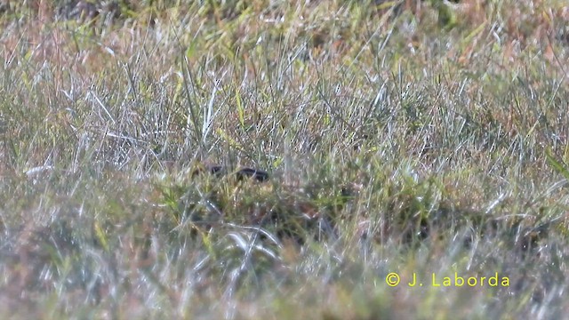 Common Snipe - ML638129958