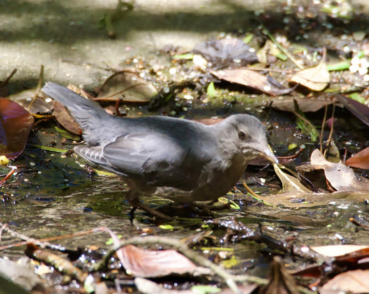 American Dipper - ML638129961