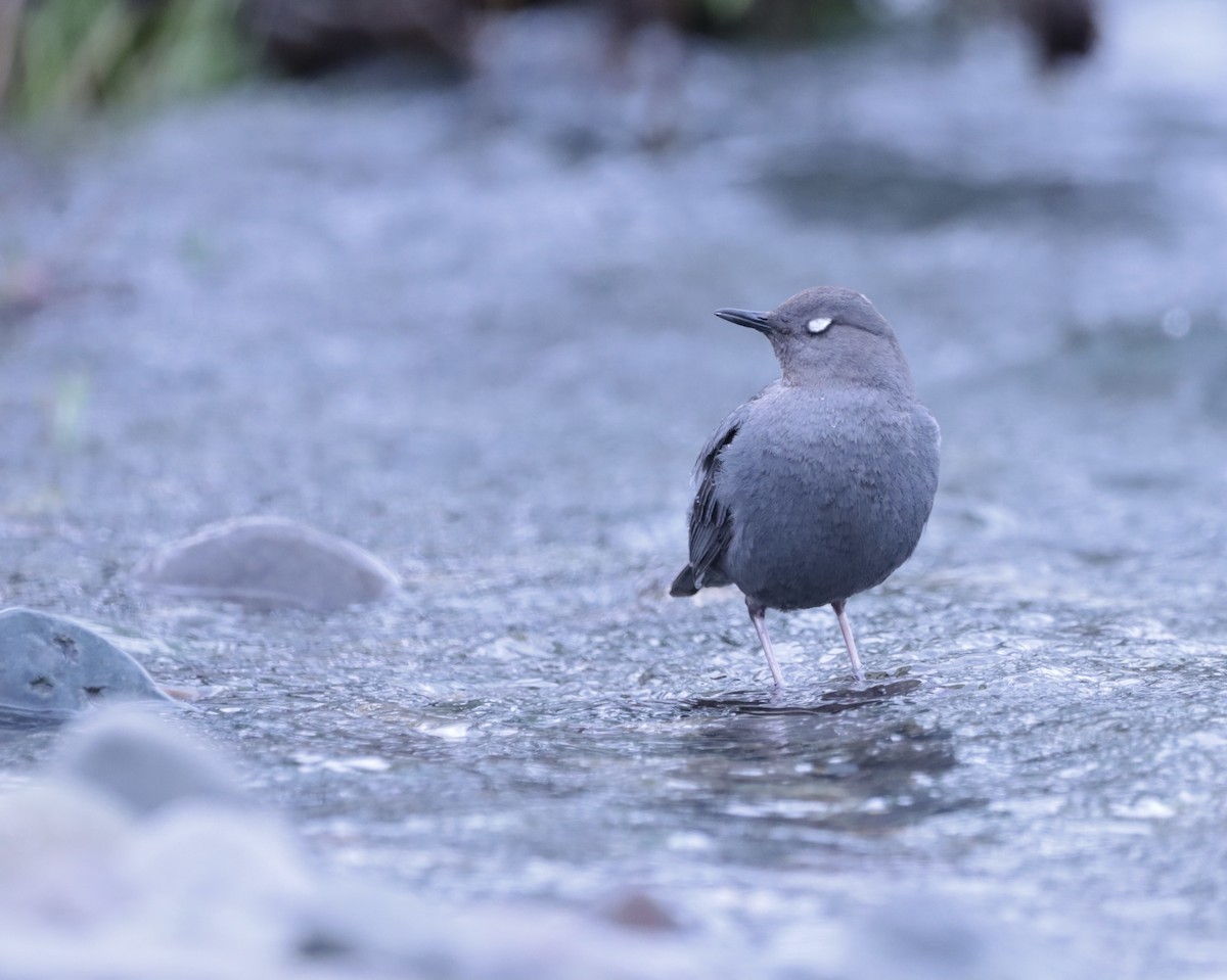 American Dipper - ML638130015