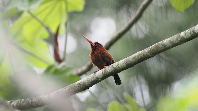 Purus Jacamar - ML638130067