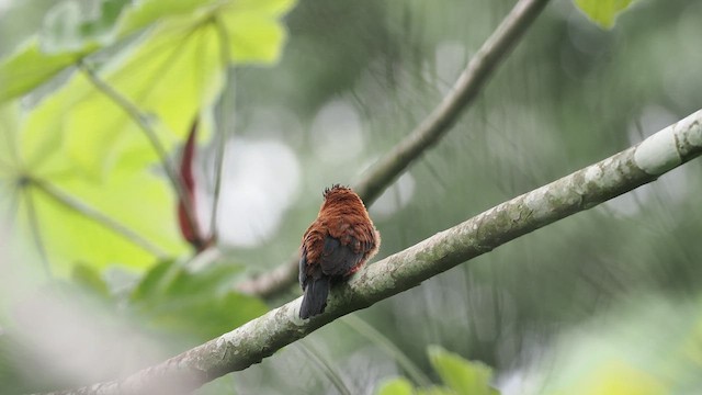 Purus Jacamar - ML638130070