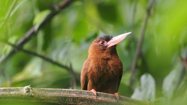 Purus Jacamar - ML638130071