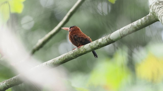 Purus Jacamar - ML638130073