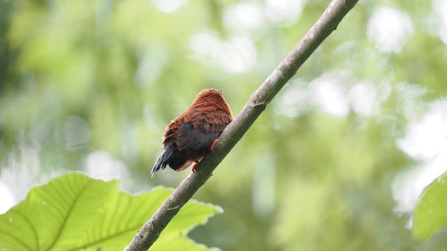 Purus Jacamar - ML638130074