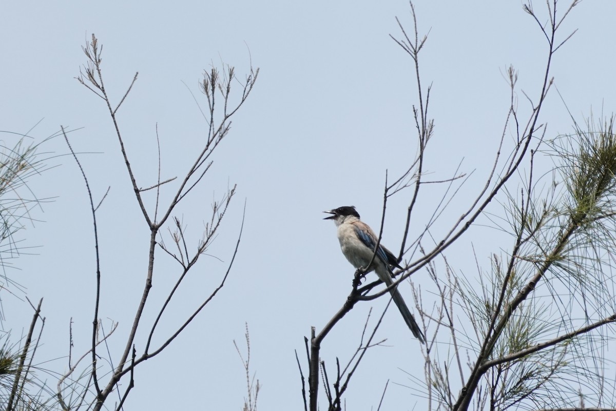 Azure-winged Magpie - ML638130079