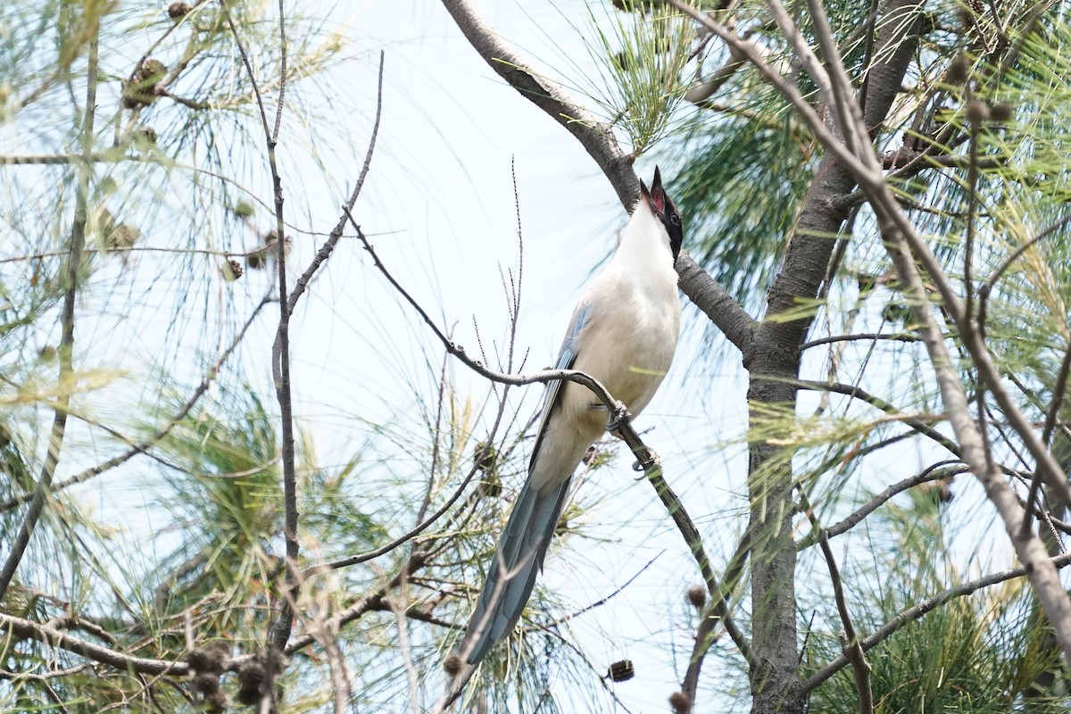Azure-winged Magpie - ML638130080