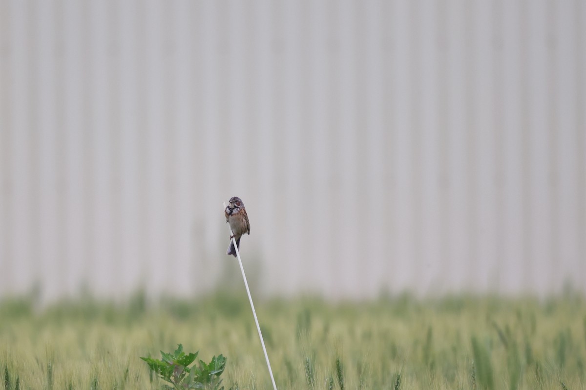 Chestnut-eared Bunting - ML638130082