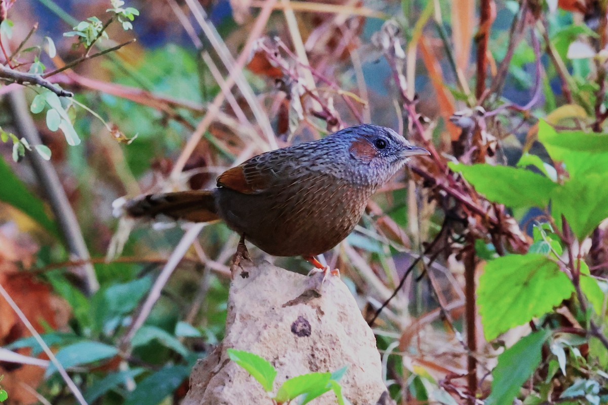 Streaked Laughingthrush - ML638130100