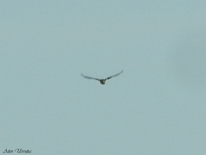 Бужмаг хөөндэй - ML638130102