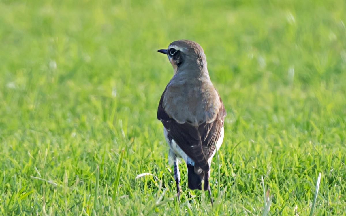 Northern Wheatear - ML638130113