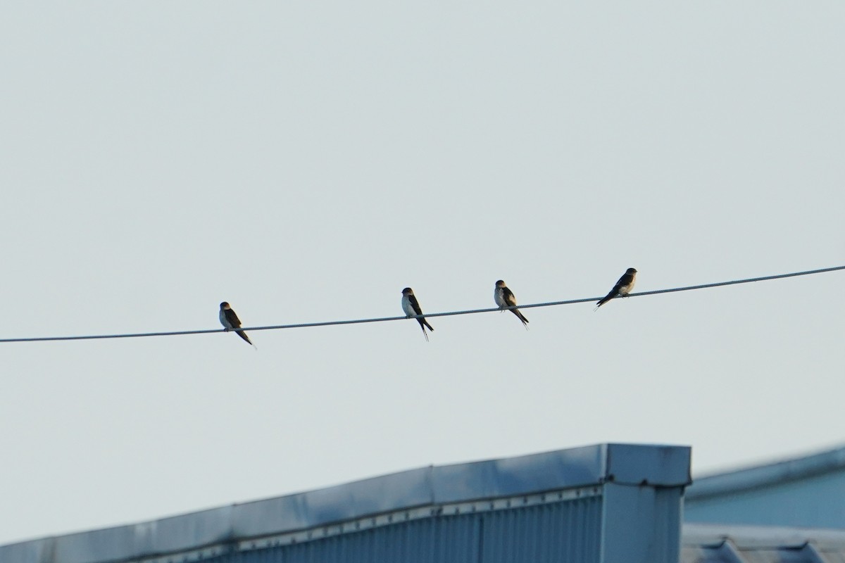 Eastern Red-rumped Swallow (Striated) - ML638130121