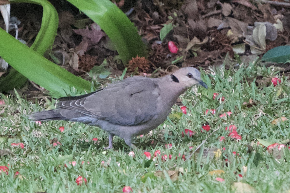 Red-eyed Dove - ML638130131