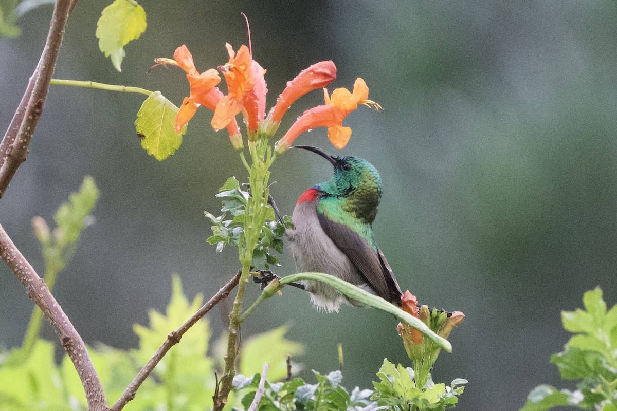Southern Double-collared Sunbird - ML638130136