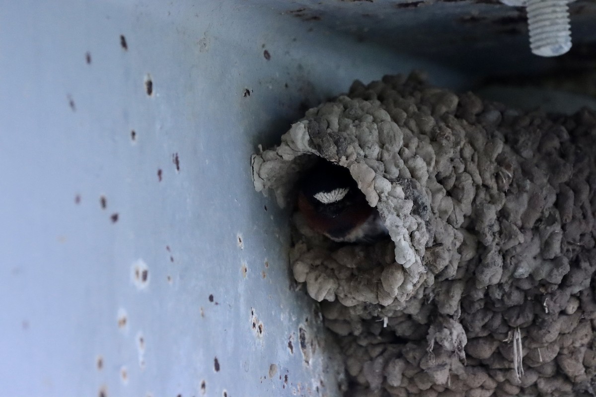 Cliff Swallow - ML638130156