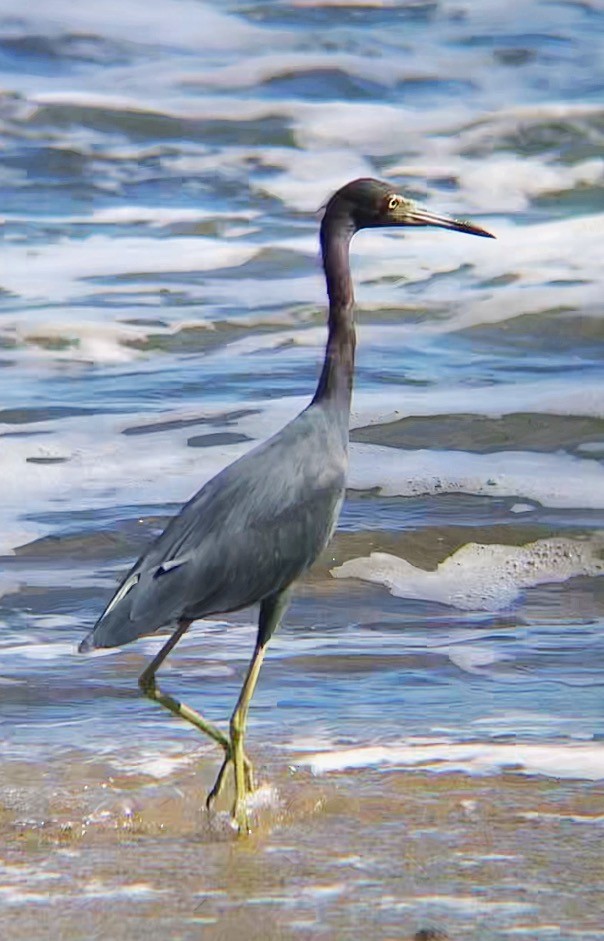 Little Blue Heron - ML638130165