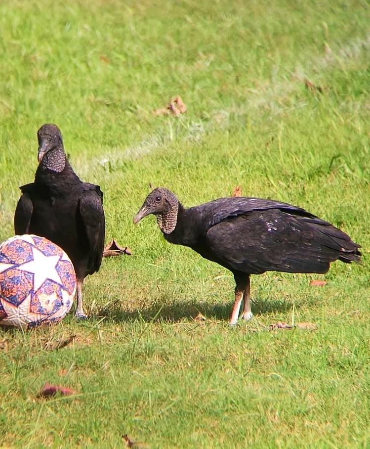Black Vulture - ML638130183