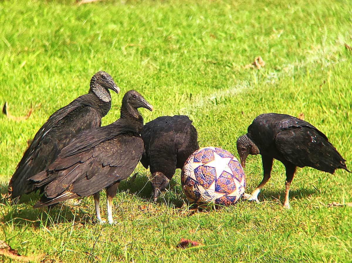 Black Vulture - ML638130184