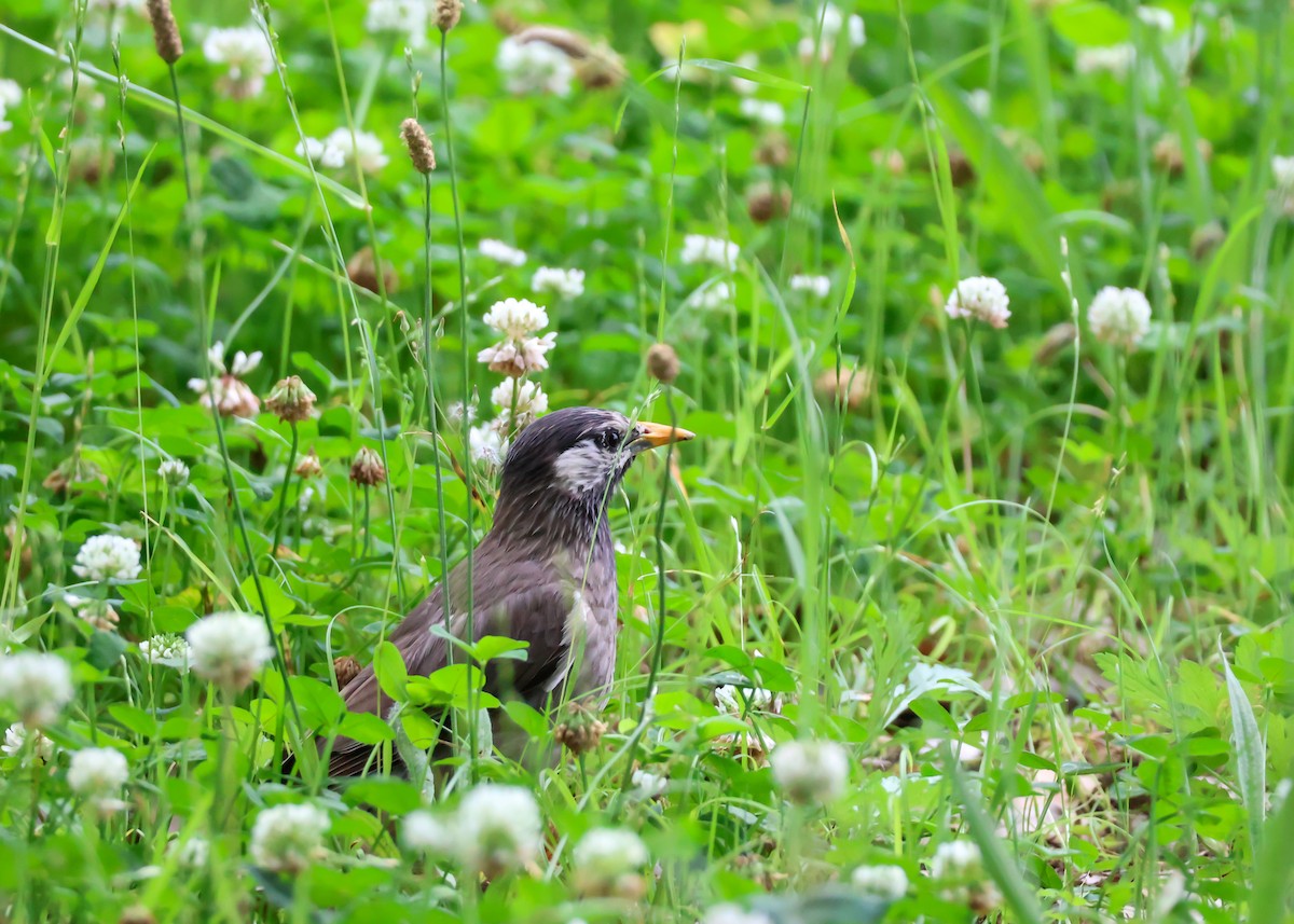 White-cheeked Starling - ML638130187