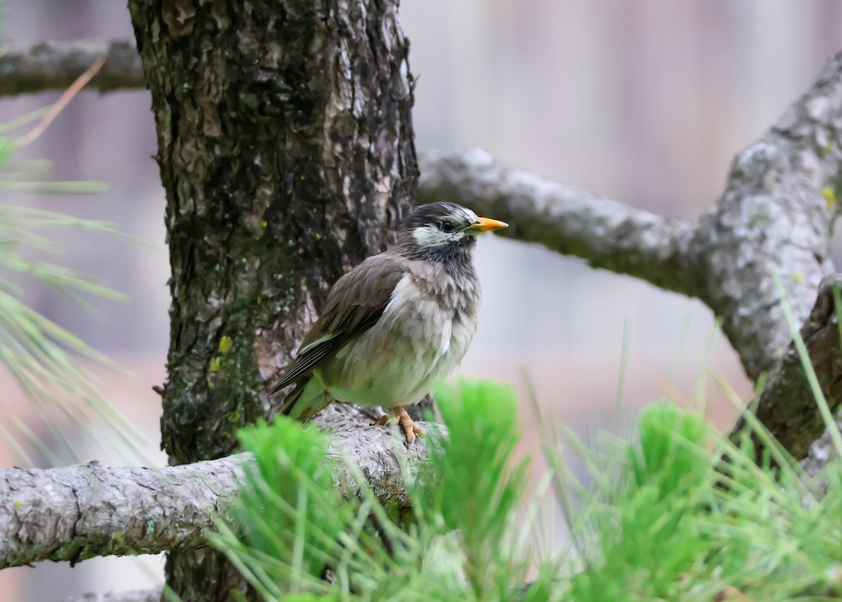 White-cheeked Starling - ML638130190