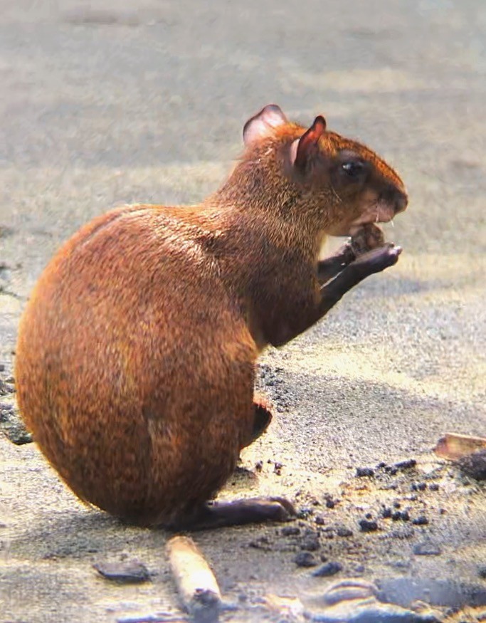 Central American Agouti - ML638130192