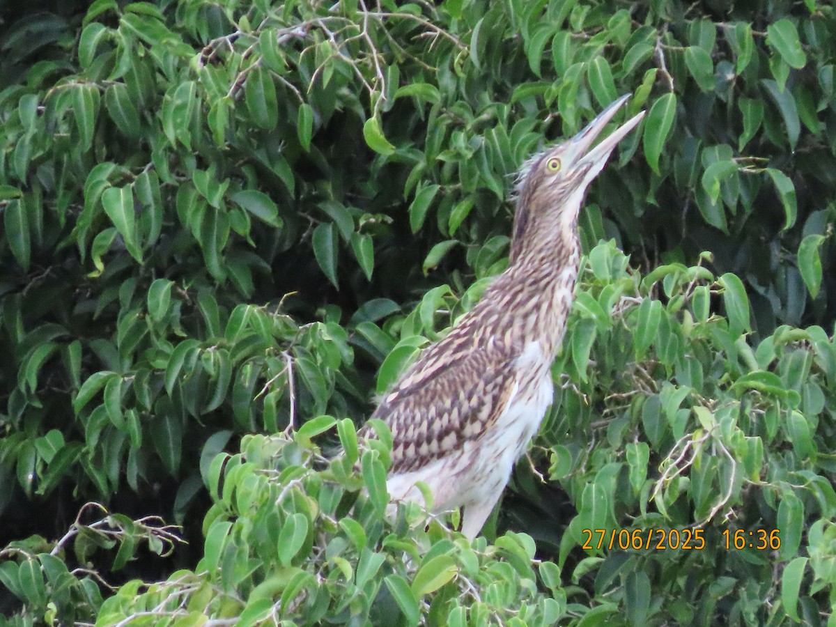 Nankeen Night Heron - ML638130198
