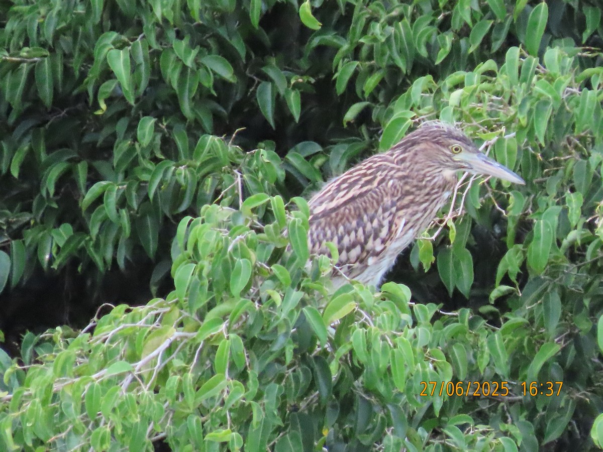 Nankeen Night Heron - ML638130199