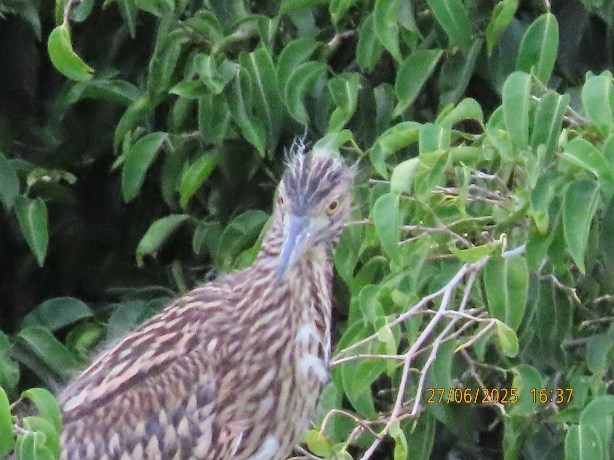 Nankeen Night Heron - ML638130201