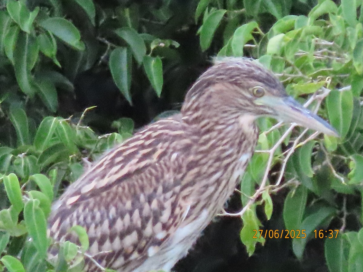 Nankeen Night Heron - ML638130206