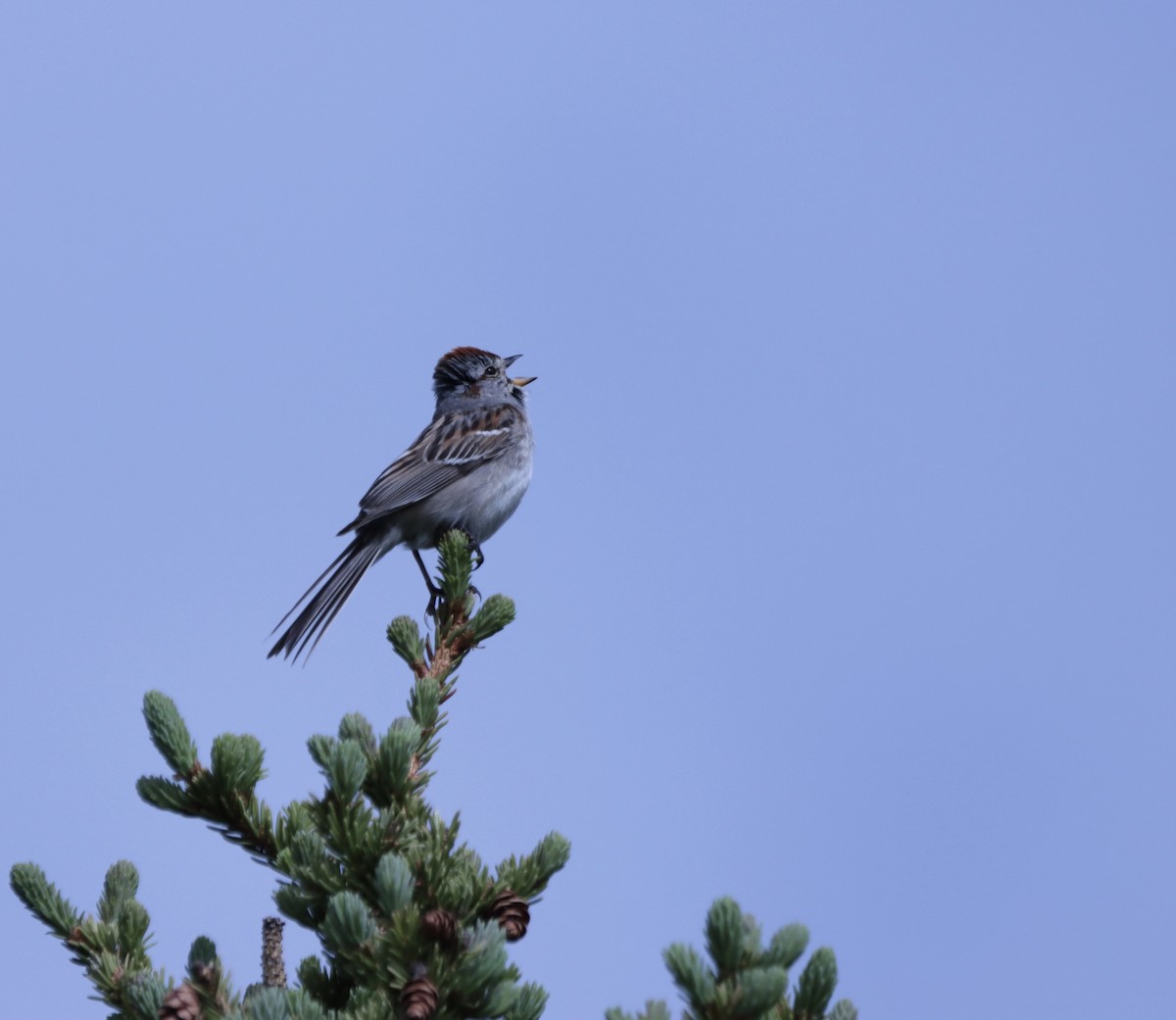 American Tree Sparrow - ML638130211