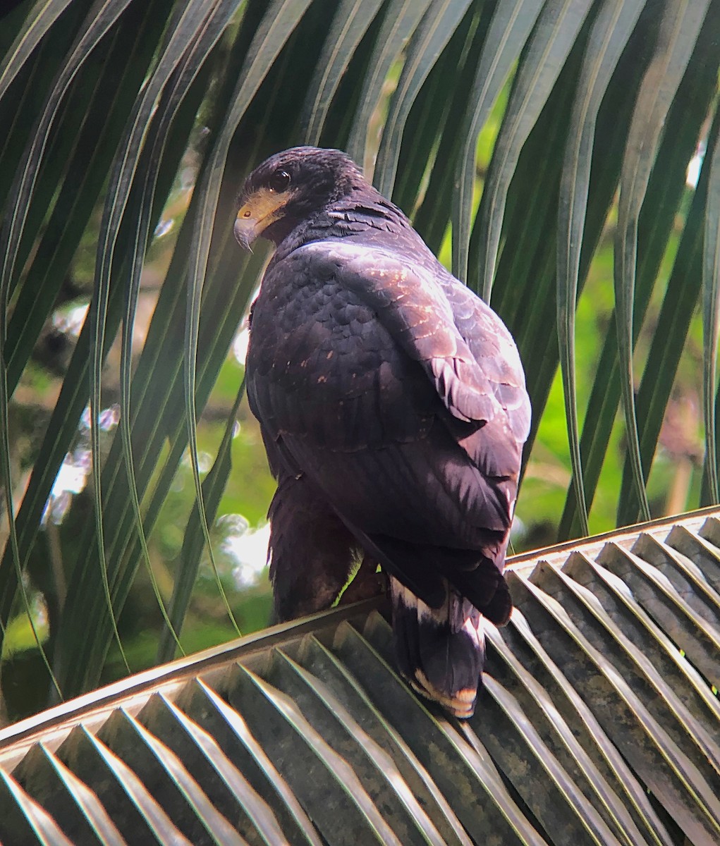 Common Black Hawk - ML638130213