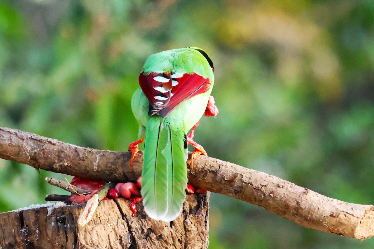 Common Green-Magpie - ML638130229