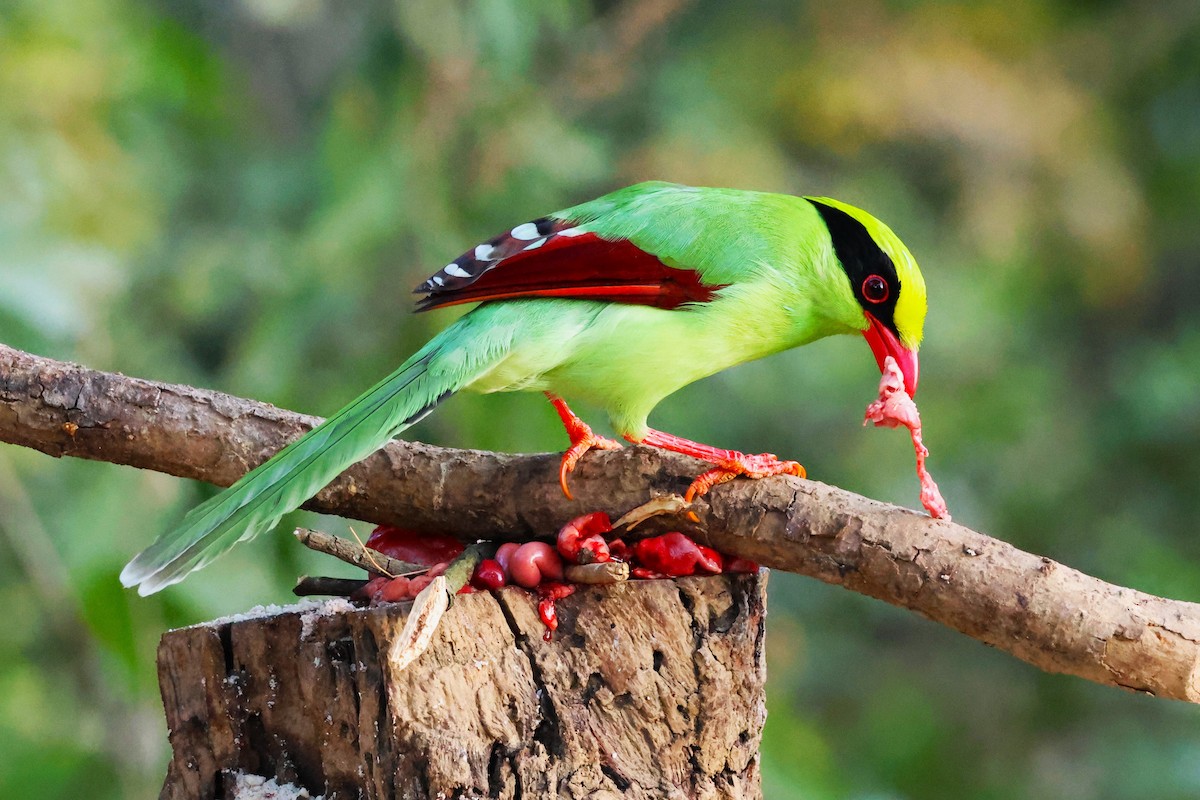 Common Green-Magpie - ML638130232