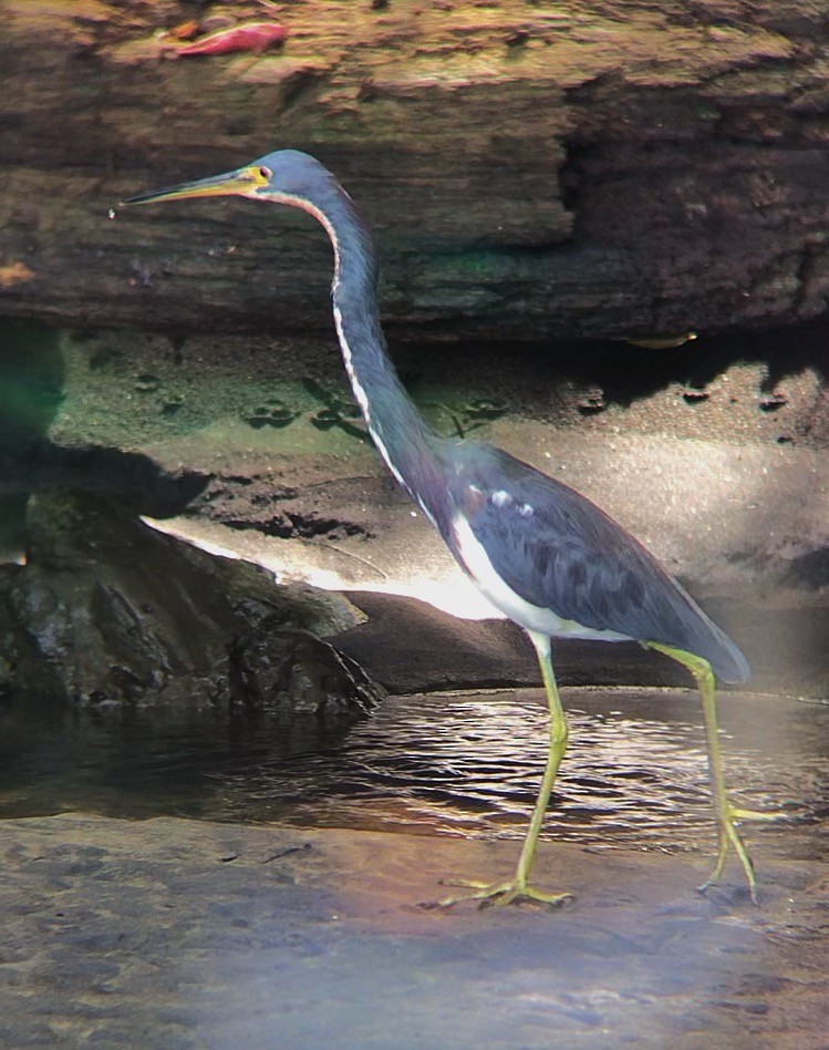 Tricolored Heron - ML638130236
