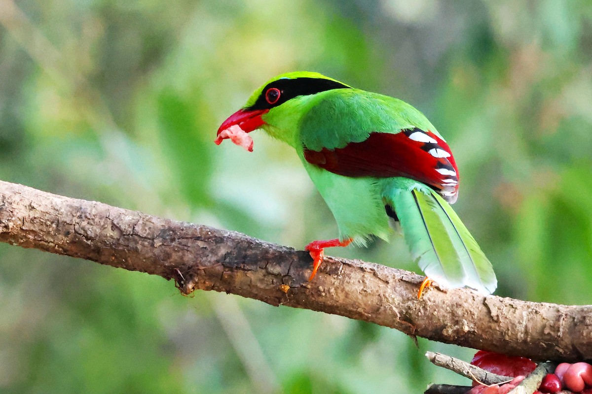 Common Green-Magpie - ML638130237