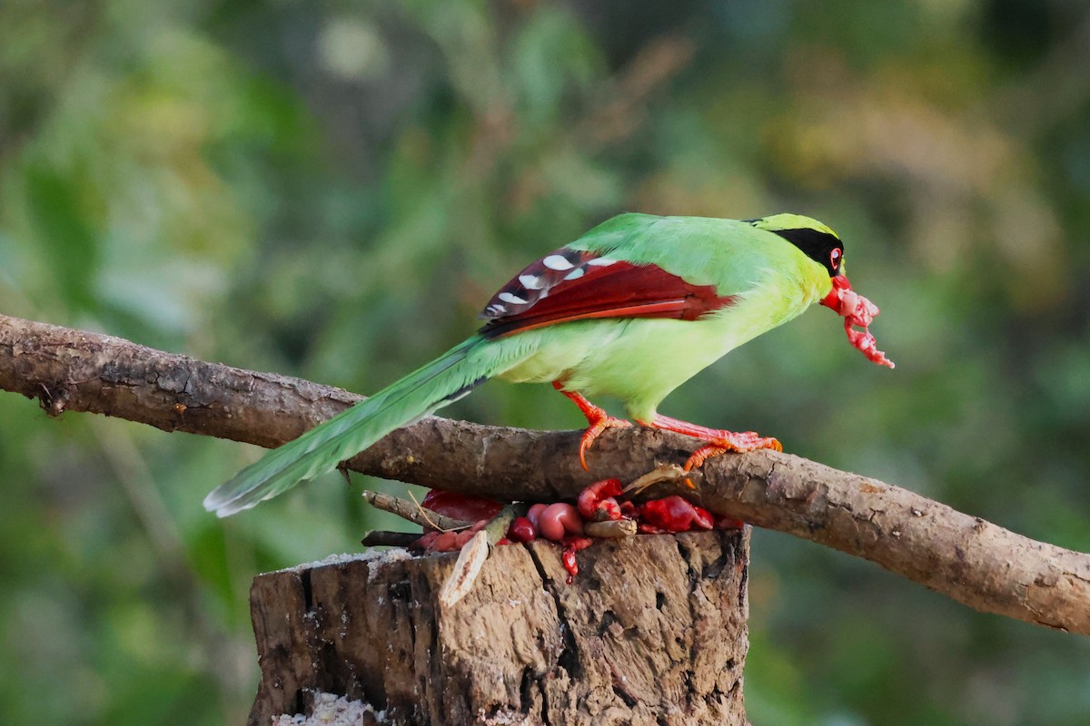 Common Green-Magpie - ML638130238