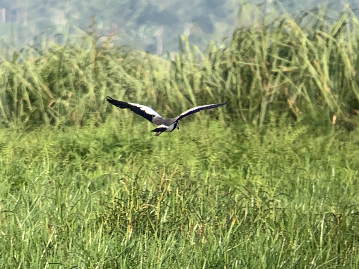 Long-toed Lapwing - ML638130250