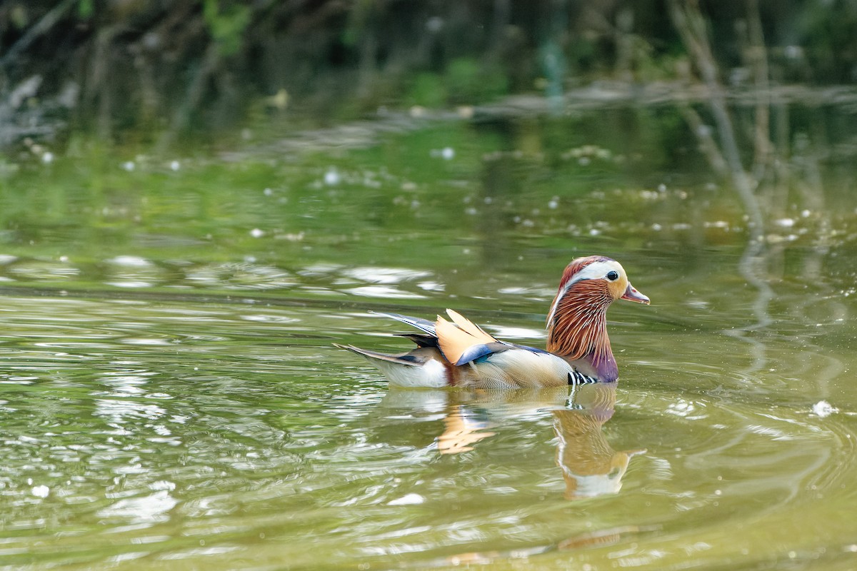 Mandarin Duck - ML638130252