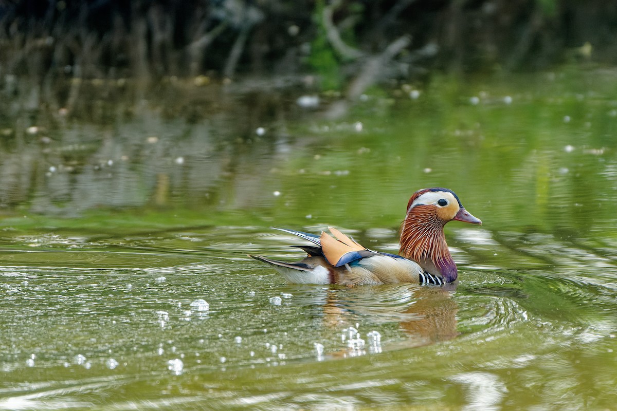 Mandarin Duck - ML638130253